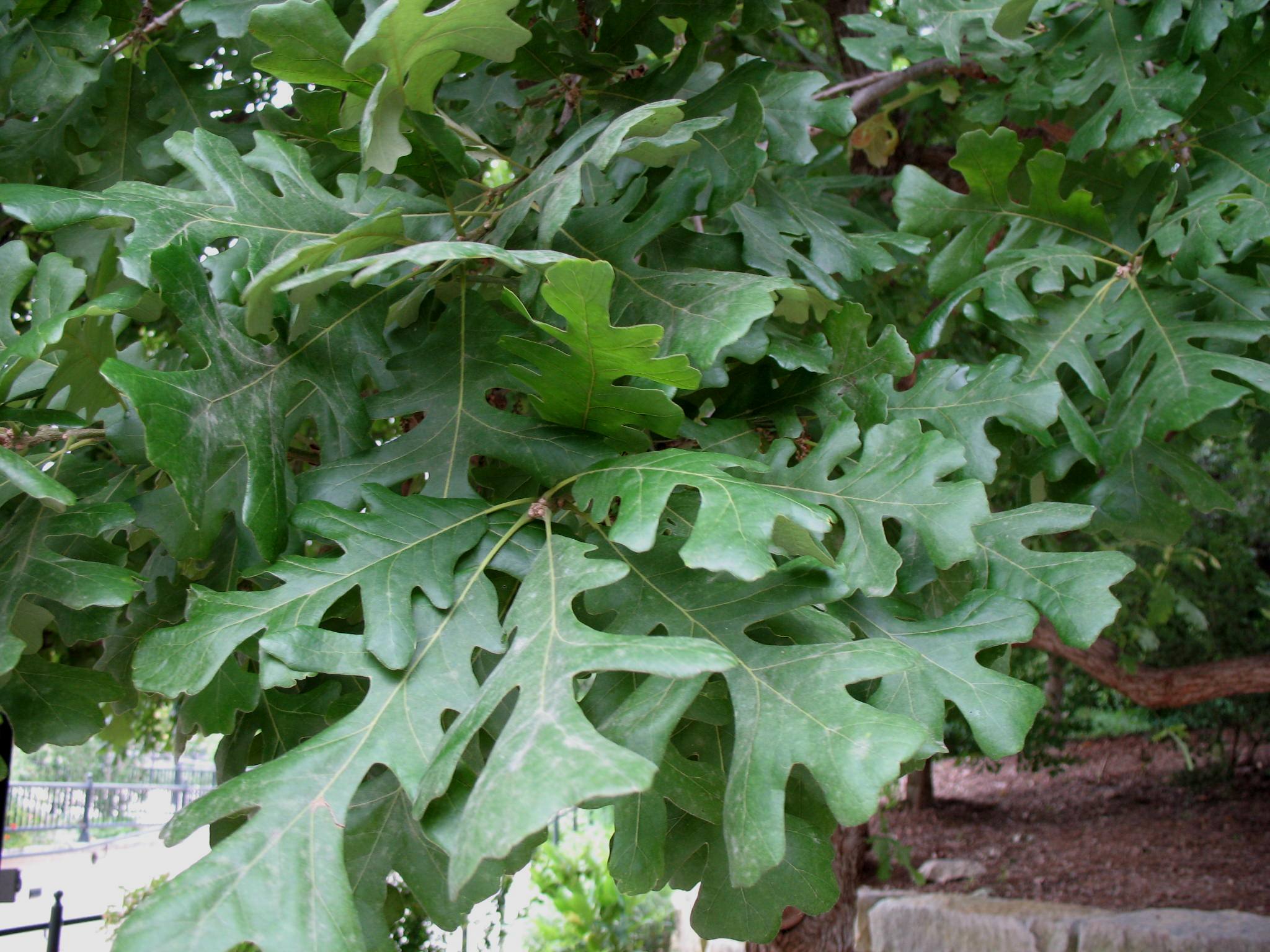 Online Plant Guide Quercus Macrocarpa Bur Oak 5112